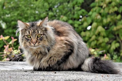 gatos peludos|Razas de gatos de pelo largo .